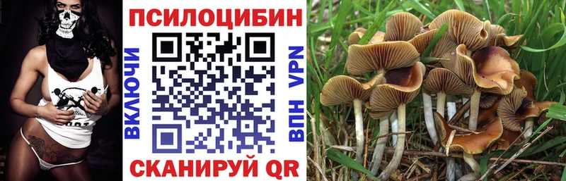 Купить закладки  Жуковка  Псилоцибиновые грибы GOLDEN TEACHER 